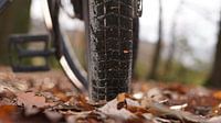 Vélo dans la forêt d'automne, loisirs