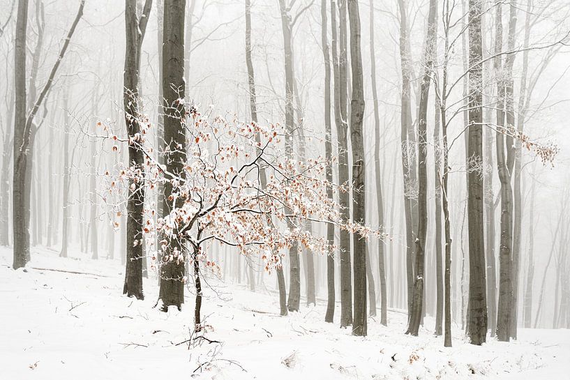 Winter forest in the fog by Ralf Lehmann