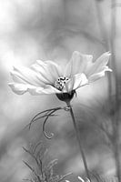Cosmea flower