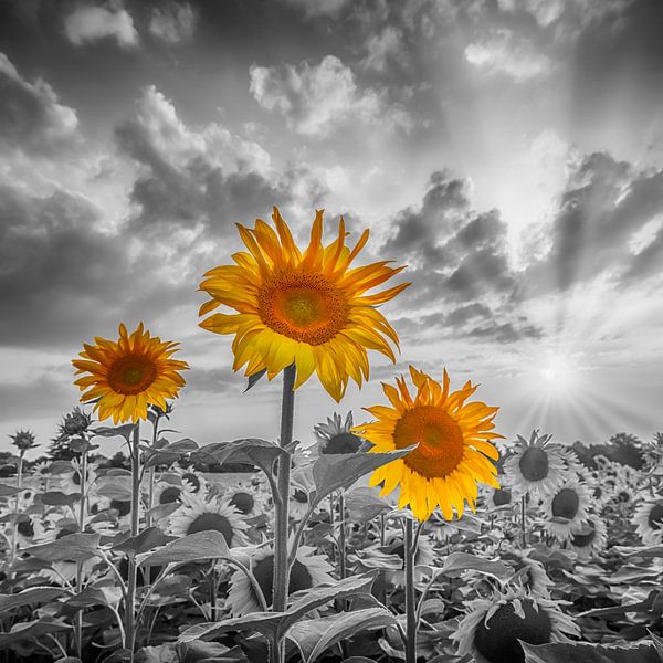 Sonnenblumen im Sonnenuntergang | colorkey von Melanie Viola