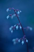 Bloemetjes blauw vintage