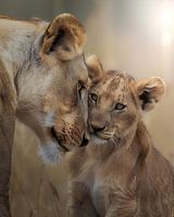 a young lion and his mother I/III