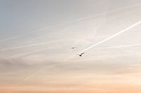 Möwen fliegen der Sonne entgegen