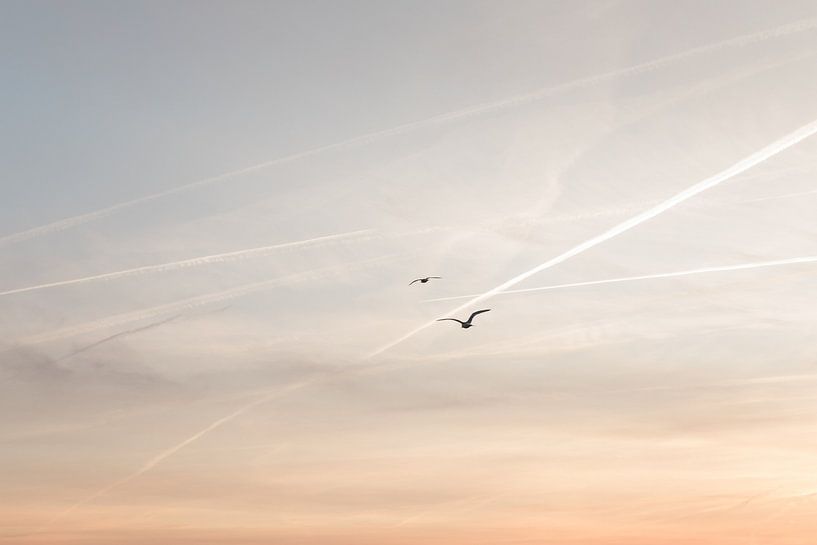 Meeuwen die de zon tegemoet vliegen van Joke van Veen