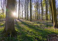 Forêt avec jacinthes des bois
