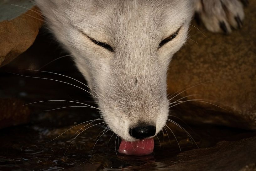 Un renard polaire assoiffé s'abreuve au ruisseau du glacier par AylwynPhoto