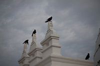 kraaien aan de tempel.