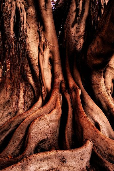 Abstrakte Wurzeln  Gummibaum von Dieter Walther