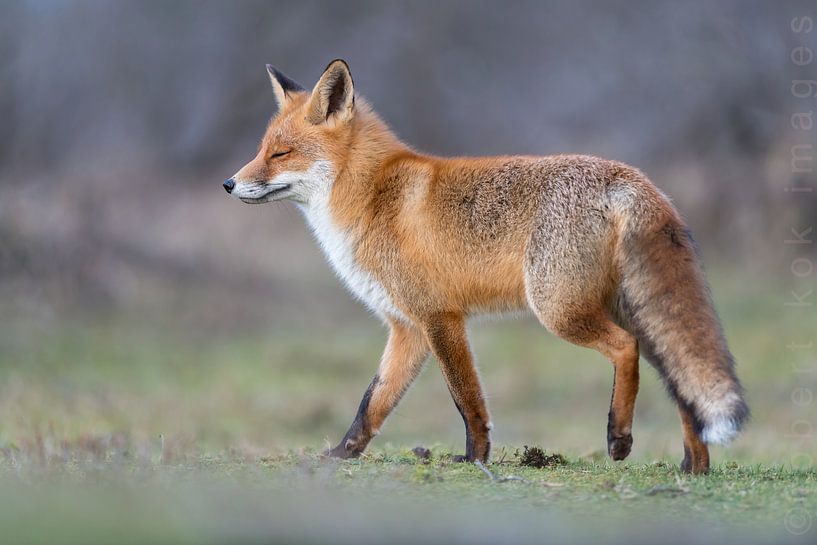 Red fox enjoying the sun! by Robert Kok