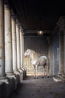 Cheval blanc dans la colonnade|carreaux bleus | photographie de cheval | Portugal