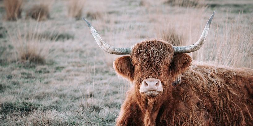 Schottischer Highlander von Jantine Prins