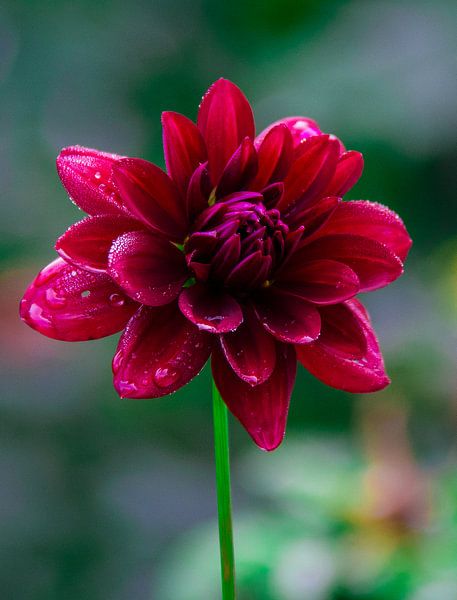 Dahlia met dauwdruppels van Peter Relyveld