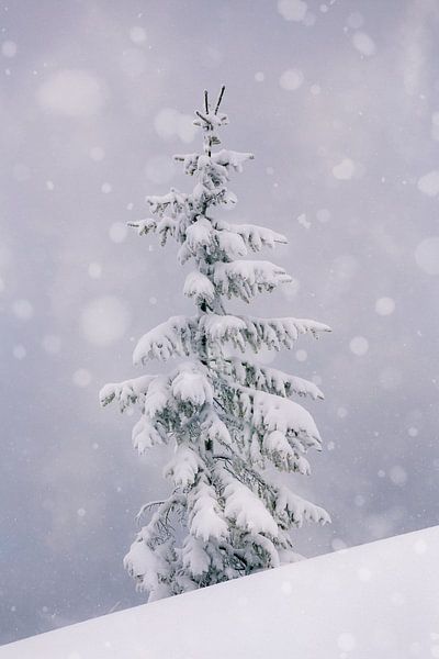 Spar in de sneeuw van Coen Weesjes