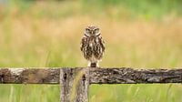 little owl