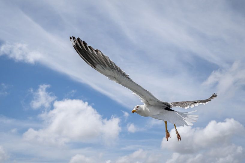Freiheit von Gonnie van de Schans