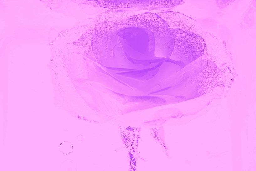 Rose in Pink by Marc Heiligenstein