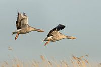 Les oies au lever du soleil