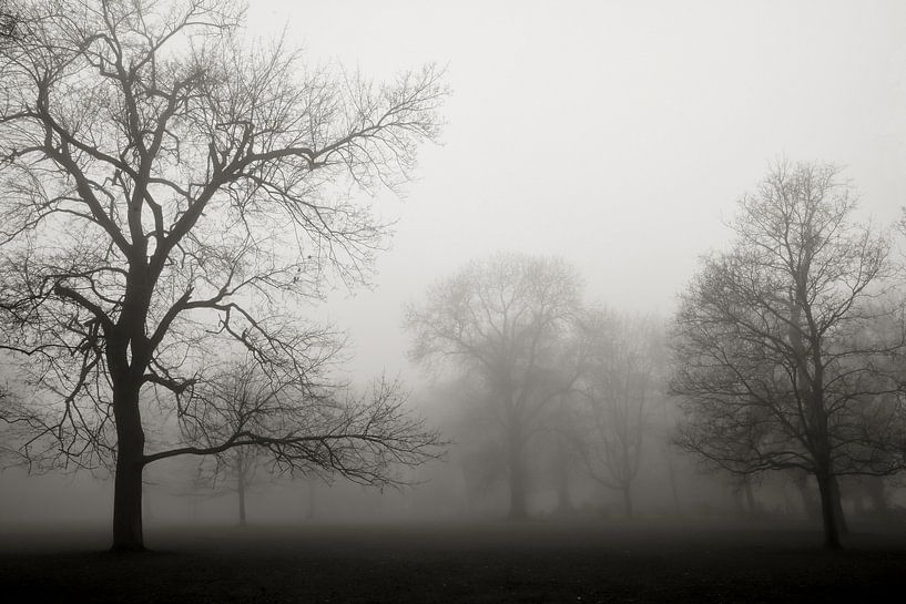 Parklandschaft mit Bäumen im Nebel von Heiko Kueverling