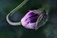 Opkomende roze klaproos