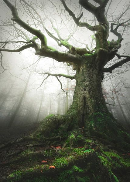 Witch of nature von Rob Visser