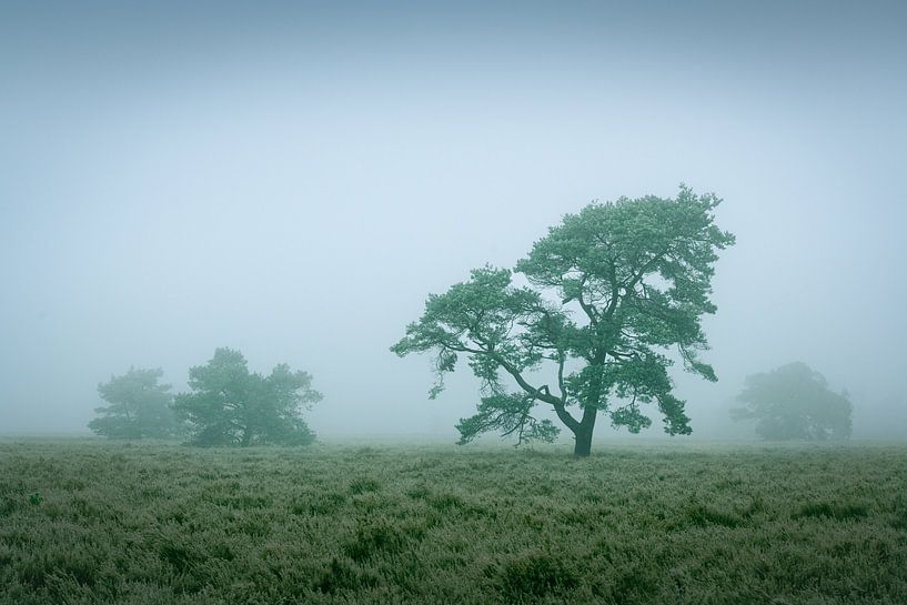 Tree IV van Rogier Kwikkers