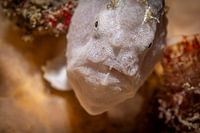 Le poisson-grenouille, l'île de Mabul en Malaisie