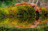 Squirrel on the edge