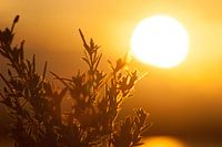 Sonnenuntergang am See