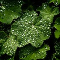 Alchémille molle (Alchemilla mollis)