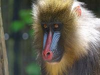 Mandrill Pavian