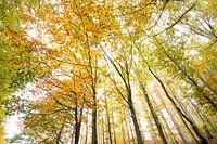 Herbst im Hohen Venn