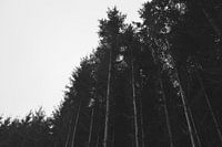 Hele lange bomen aan de rand van het bos