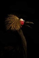 In the dark series Tropical bird
