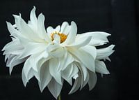 Dahlia als Balletttänzerin