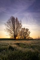 Sonnenaufgang hinter zwei Bäumen