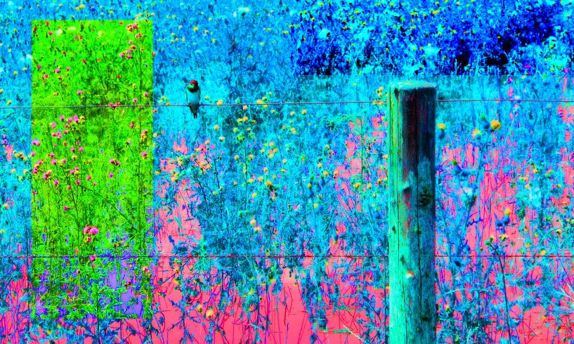 kreative bunte Schwalbe von Greta Lipman