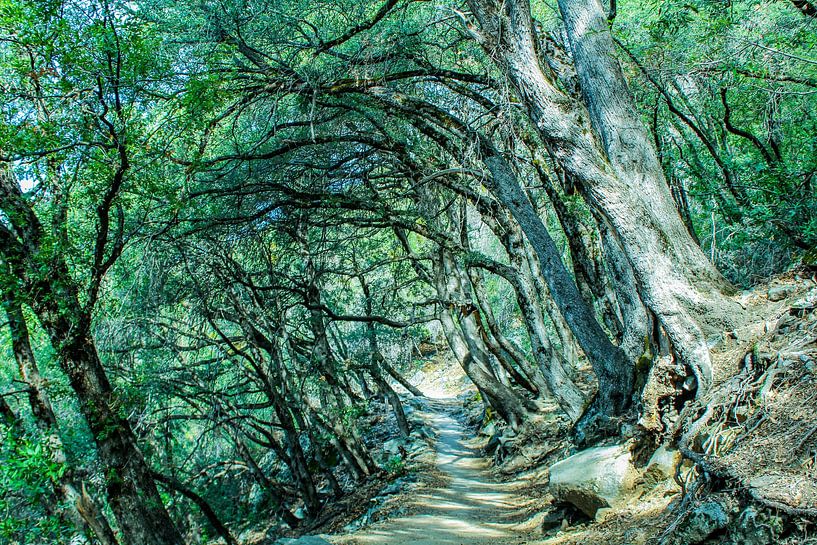 Yosemite Forest by Barbara Riedel