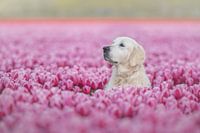 Golden Retriever zwischen den rosa Tulpen