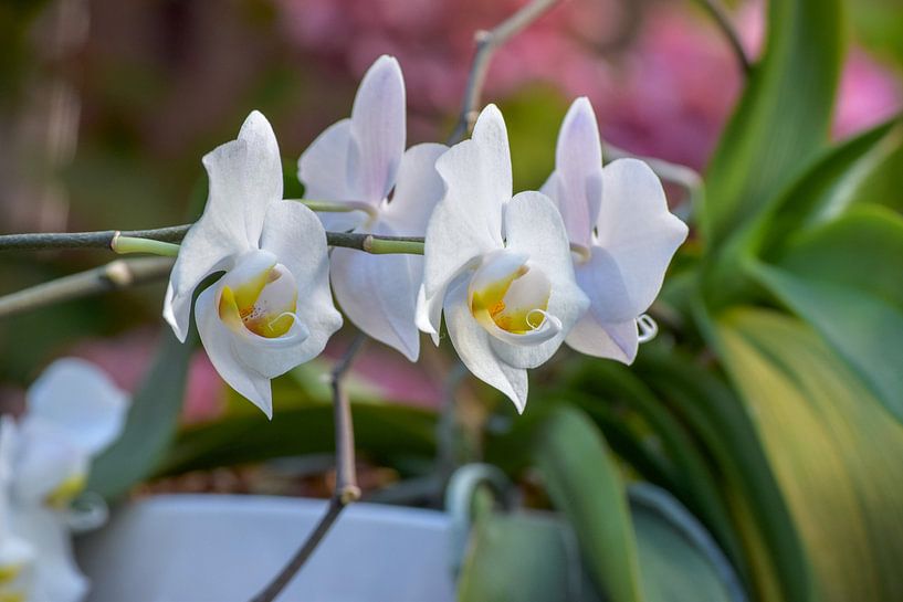 orchidee von Rachel Beijkirch