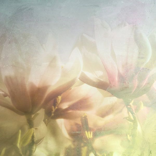 Magnolienblüten im Quadrat von Claudia Moeckel