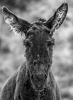 Esel - Iruya (Argentinien)