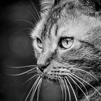 portrait d'un chat