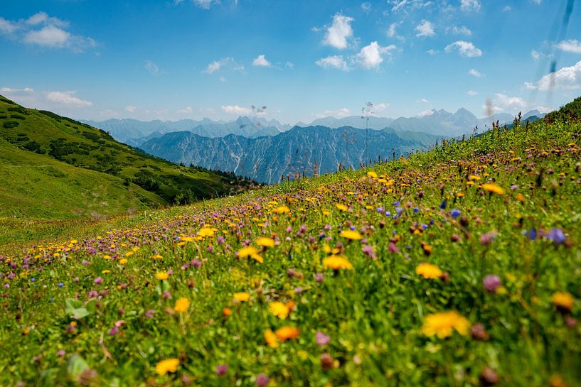Flowery view of the Allgäu Alps from the Fellhorn by Leo Schindzielorz