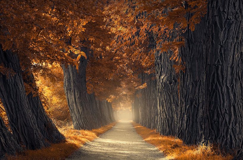 Thick autumn trees by Rob Visser