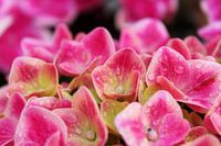 Rosa Hortensie mit Wassertropfen