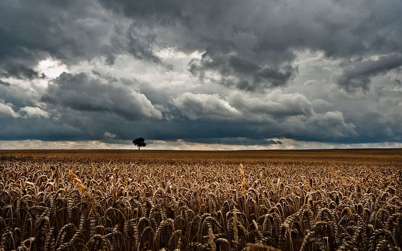 Sky Grain &amp; Tree van -Léon -