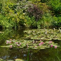 Gestileerde waterlelies in de vijver van Monet in Giverny Frankrijk