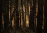 Morgenlicht im Deeler Wald.