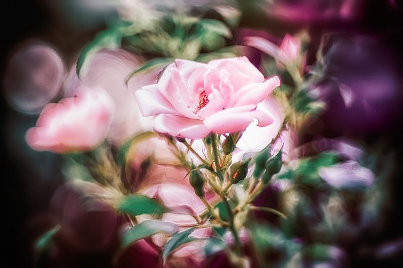 Rosenblüten im Gegenlicht von Nicc Koch