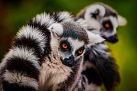 Ring-tailed lemur